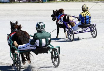 Mini Horse Races
